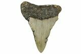 Fossil Megalodon Tooth - North Carolina #338523-1